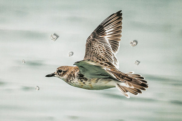 Walker & Hall x Native Bird Rescue - Walker & Hall